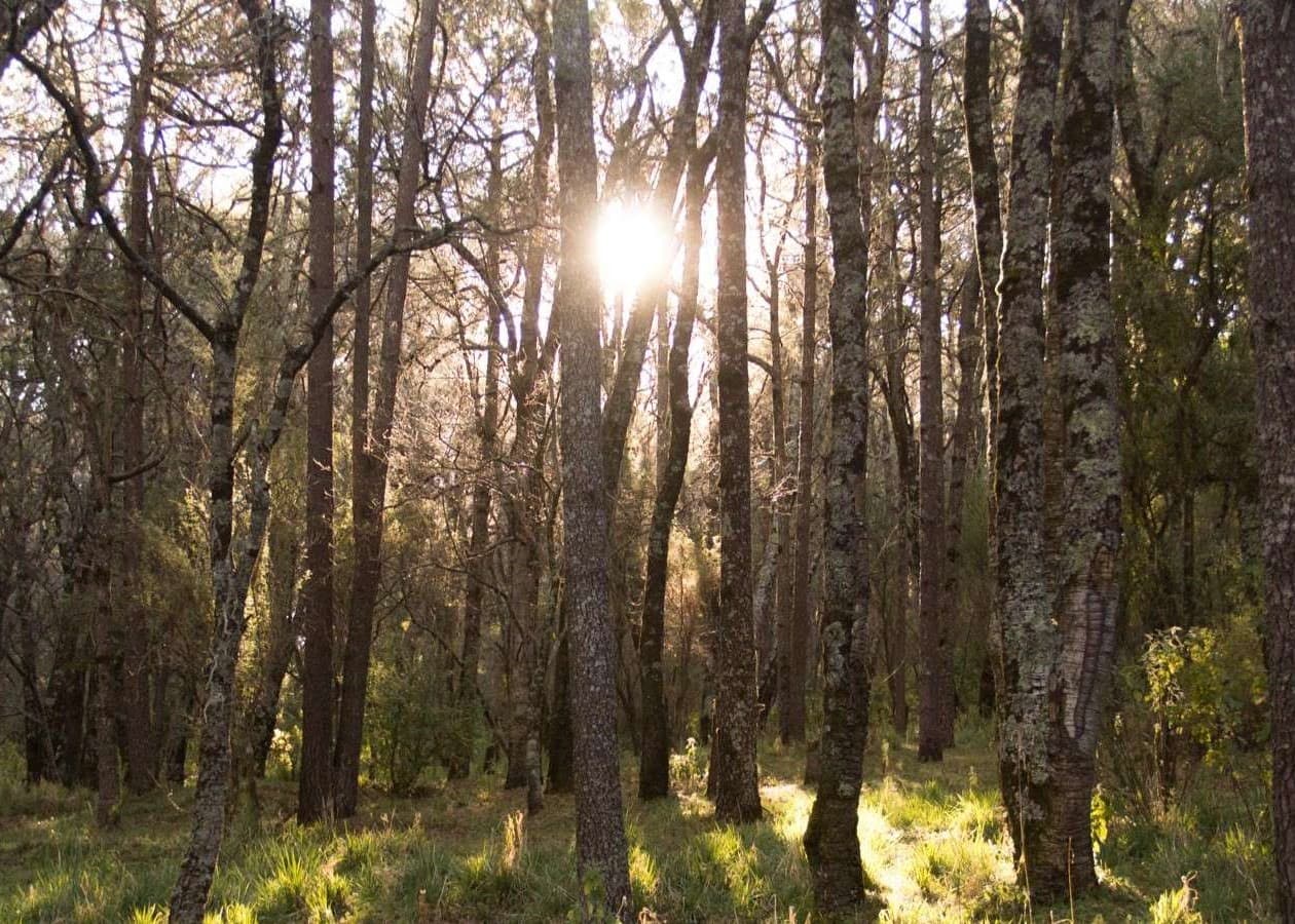 Nature landscape